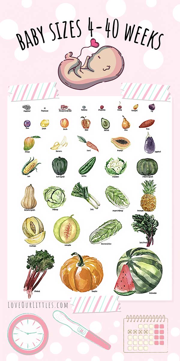 An infographic picturing baby sizes compared to fruits and veggies from 4-40 weeks of pregnancy.