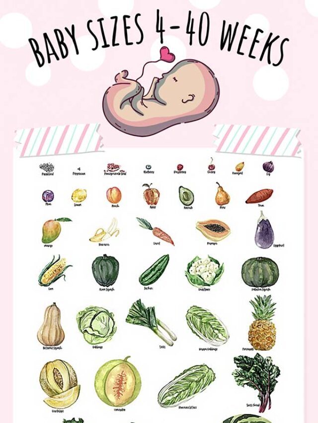 Baby Size Compared to Fruits and Veggies